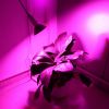 LED Grow Light 12W 200 Red Blue LEDs Plant Grow Lamp 360°Rotatable Plant Light