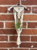 DIY Macrame Air Plant Hanger Kit - The Anika