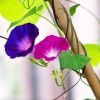 40PC 5FT A natural bamboo plant climbing stakes helps plants grow and beautifies your space.